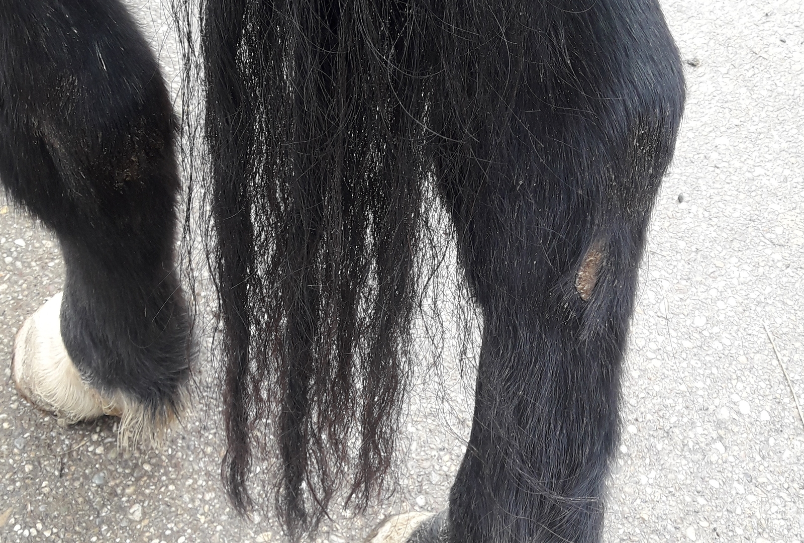 Jack Schweif vor Anwendung