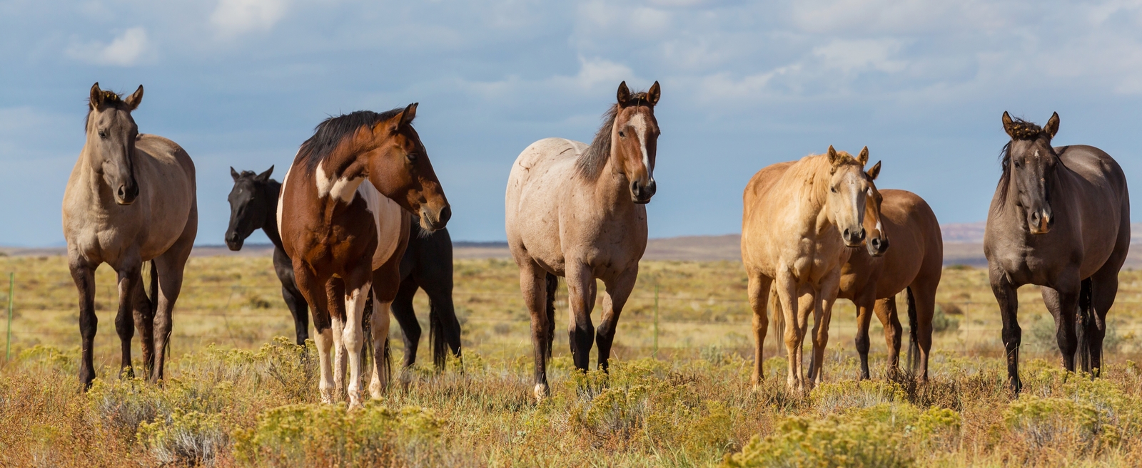 horse 2021 08 26 23 02 08 utc  1  laengs