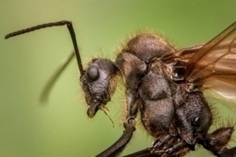 Das Bild zeigt eine Nahaufnahme einer Ameise, die ihre charakteristischen Merkmale wie Antennen und Flügel präsentiert.